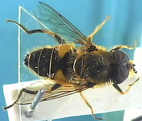 Eristalis nemorum